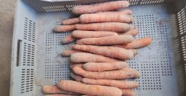 VENTA DE VERDURAS AL POR MAYOR - MAZOWIECKIE (zona