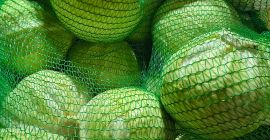 Col blanca - variedad Zoltan. La col blanca es