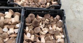 Somos AGRIFUNGHI BASILICATA, una empresa especializada en la producción