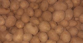 Venta de patatas de la variedad Lilly, predominantemente de