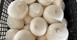 Compro champiñones en grandes cantidades, también puedo comprarlos dependiendo