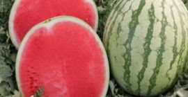 Bienvenidos. Nuestra empresa agrícola, Garant Agro, ubicada en el