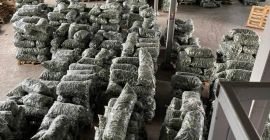 Pepinos frescos, ¡directamente del productor para exportación! Si busca