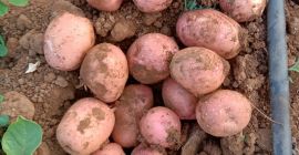 Papa Lady Rosetta | Variedad de grado de procesamiento