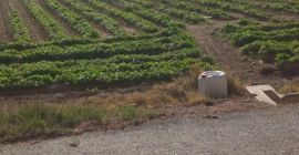 Hola, exportamos perejil de alta calidad en palés que