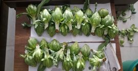 Las alcachofas baby están frescas y listas para cosechar.