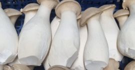 Setas ostra frescas (Eryngii) a la venta. Varios tamaños.