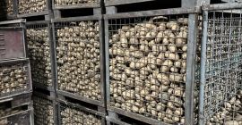 Hola, tengo papas comestibles en venta: - variedad: Lord,