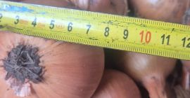 Vendo cebollas Heybelle. Busco cebollas biseladas.