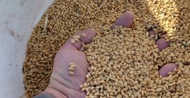 Un grano antiguo y único