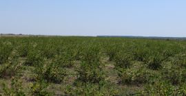 La plantación está ubicada en el condado de Giurgiu.
