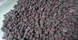 ROKYTNE BERRY es una empresa moderna de procesamiento de
