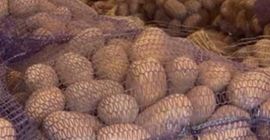 Buenos días, ofrecemos papas comestibles de las siguientes variedades: