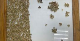 Una empresa kazaja exporta productos agrícolas a Europa: trigo