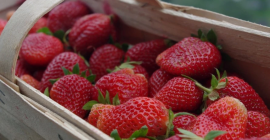 COMPRA DE FRESAS – ¡LE INVITAMOS A COLABORAR! Ofrecemos