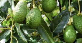 Somos una empresa especializada en la exportación de aguacate