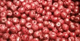 Las cerezas ácidas deshuesadas IQF de la variedad Oblacinska