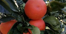 Gallo Tarocco naranjas, rojo,