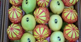 Nos complace ofrecer limones egipcios frescos (lima Key Lime)