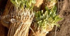 ¡PEDIDO DE ESQUEJES DE CABALLO! Listos para plantar inmediatamente