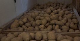 Hola, vendo patatas grandes y bonitas (más de 50)