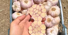 Golden Roots exporta productos egipcios frescos, congelados, verduras y