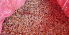 Avena orgánica certificada Cosecha 2025