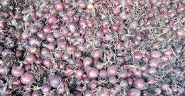 Buenos días, tengo 150 toneladas de cebollas rojas sin