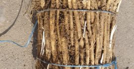 Esquejes de rábano picante sanos a la venta en