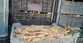 Venderé perejil de la cámara frigorífica, de 3 a