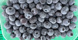Vendo arándanos congelados. El producto está intacto y sin