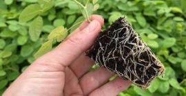 Plántulas de rosa damascena. Híbridos especialmente seleccionados de Paulownia