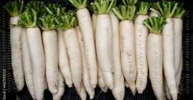Rábano blanco (daikon) de gran tamaño para la industria.