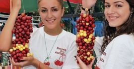 Vendo cerezas frescas de variedades tempranas, semitempranas y tardías.