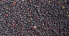 Vendo colza para la producción de aceite. Grano de