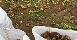 Patata nueva de Rumania directamente del productor Calarasi, Dolj,
