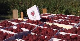 Venderé la franela de otoño Polane de las plantaciones