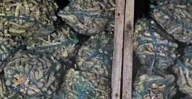 Ofrecemos raíz de rábano picante al por mayor a