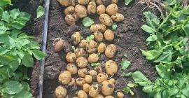 Vendo patatas nuevas de las variedades Riviera, Peretu y