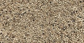 Sorgo blanco en venta. Pureza 99%, humedad máxima 14%.