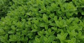 menta fresca