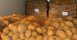 Venderé papas comestibles de las siguientes variedades: GALA, cantidades