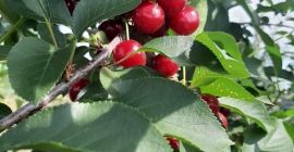 Nos complace ofrecer cerezas ácidas de primera calidad. Nuestras