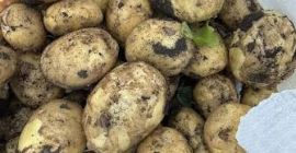 Nuevas patatas Riviera – Muy buena calidad Ofrecemos patatas