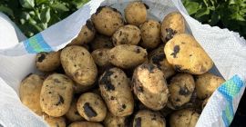 Papas tempranas, de muy buena calidad. Zona de recolección: