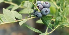 Vendo arándanos italianos procedentes de una granja ubicada en