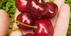 Ofrecemos cerezas al por mayor y al por menor.