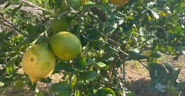 Vendo limones naturales, totalmente orgánicos. Muy fragantes. Gran limonero
