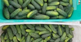 Vendo pepinos envasados al vacío, directamente de un agricultor