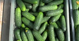 Pepino corto/sano/Variedad de Polonia - Madeira Calibre Mercado 10-13